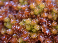 Sphagnum compactum