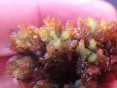 Sphagnum compactum