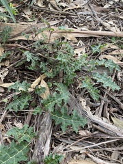 Solanum prinophyllum