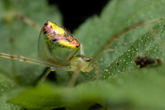 Thwaitesia nigronodosa