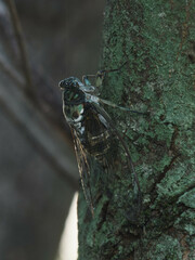 Hyalessa maculaticollis