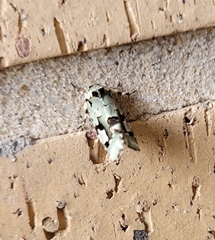 Emarginea percara