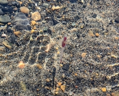 Clione limacina