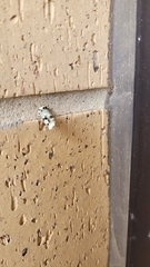 Emarginea percara