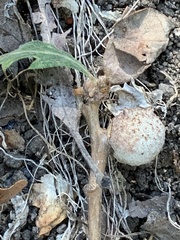 Burnettweldia washingtonensis