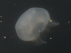 Aurelia coerulea