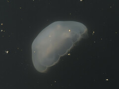 Aurelia coerulea