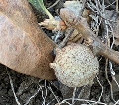 Burnettweldia washingtonensis