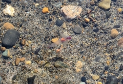 Clione limacina