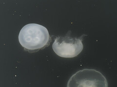 Aurelia coerulea