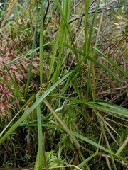 Sparganium emersum