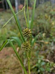 Sparganium emersum