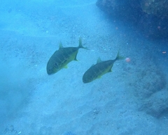 Caranx caninus