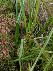 Sparganium emersum