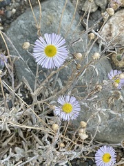 Erigeron divergens