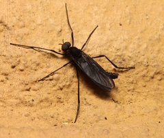 Penthetria heteroptera