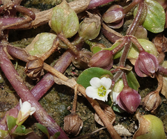 Bacopa rotundifolia