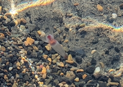 Clione limacina