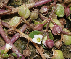 Bacopa rotundifolia