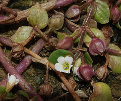Bacopa rotundifolia