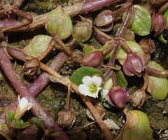 Bacopa rotundifolia