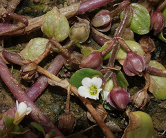Bacopa rotundifolia