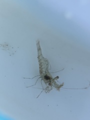 Palaemonidae