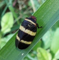 Prosapia simulans