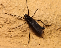 Penthetria heteroptera