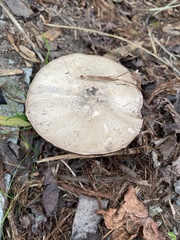 Agaricus hondensis