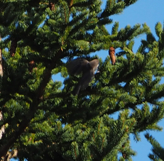 Poecile hudsonicus