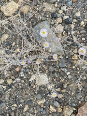 Erigeron divergens