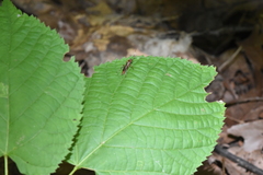 Rubicundiella