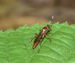 Rubicundiella