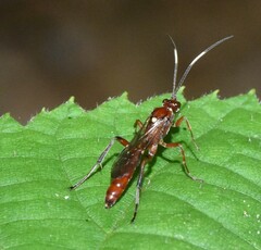 Rubicundiella