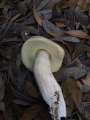 Boletus