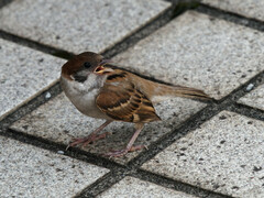 Passer montanus