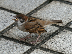 Passer montanus