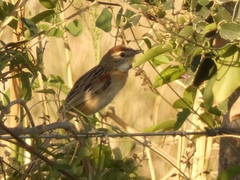 Schoeniophylax phryganophilus