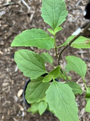 Ageratina havanensis