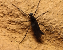 Penthetria heteroptera