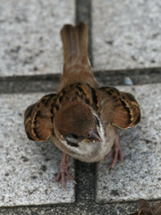 Passer montanus