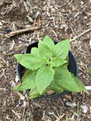 Ageratina havanensis