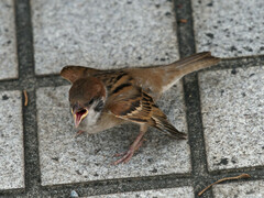 Passer montanus