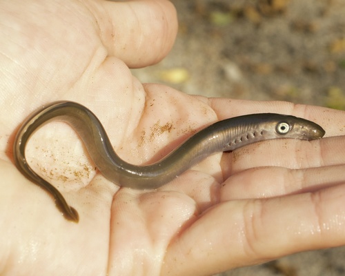 Pacific lamprey (Entosphenus tridentatus) — Petromyzontidae — 3