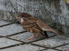 Passer montanus