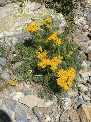 Jacobaea adonidifolia