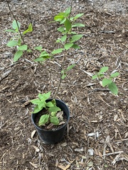 Ageratina havanensis