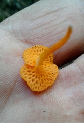 Favolaschia claudopus
