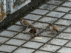 Passer montanus